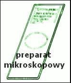 Ilustracja produktu Motyl, aparat gębowy - preparat