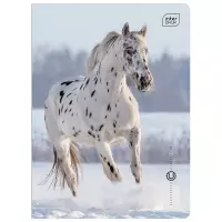 Ilustracja produktu Interdruk Zeszyt A5 16 kartek kolorowa 3linia UV Wild Horses 366450