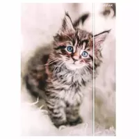 Ilustracja produktu Starpak Teczka z Gumką Kotki 559717