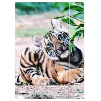 Ilustracja produktu Starpak Teczka z Gumką Wild Animal 2 559730