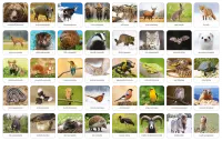 2. Adamigo Gra Memory Fauna Polski