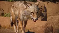2. Planet Zoo: Americas Animal Pack PL (DLC) (PC) (klucz STEAM)