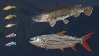 4. Ultimate Fishing Simulator - Kariba Dam (DLC) (PC) (klucz STEAM)