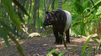 8. Planet Zoo: Southeast Asia Animal Pack PL (DLC) (PC) (klucz STEAM)