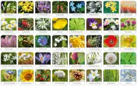 2. Adamigo Gra Memory Flora Polski 7851