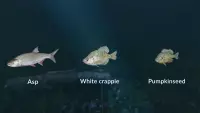2. Ultimate Fishing Simulator - New Fish Species PL (DLC) (PC) (klucz STEAM)