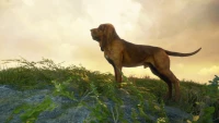4. theHunter: Call of the Wild™ - Bloodhound PL (DLC) (PC) (klucz STEAM)
