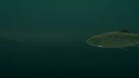 3. Ultimate Fishing Simulator - Taupo Lake (DLC) (PC) (klucz STEAM)