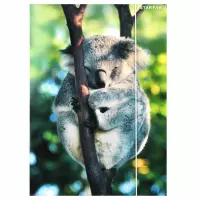 2. Starpak Teczka z Gumką Wild Animal 2 559730