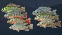 9. Ultimate Fishing Simulator - Kariba Dam (DLC) (PC) (klucz STEAM)