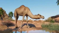 5. Planet Zoo: The Arid Animal Pack PL (DLC) (PC) (klucz STEAM)