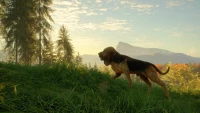 7. theHunter: Call of the Wild™ - Bloodhound PL (DLC) (PC) (klucz STEAM)