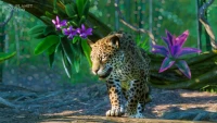 5. Planet Zoo: South America Pack PL (DLC) (PC) (klucz STEAM)