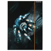 2. Starpak Teczka z Gumką Spider 559732